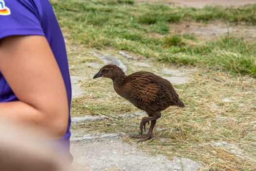 Nosy Weka birds demanding food from hikers at Abel Tasman Coast Track, New Zealand