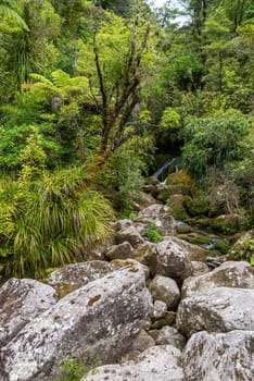 Tropic rainforest at Abel Tasman National Park, New Zealand