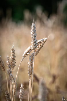 Category of ancien variety of Wheat in the countryside