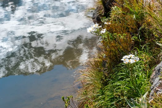 Alpine daisy flowers and reflecting mountains in Aoraki National Park, South Island of New Zealand
