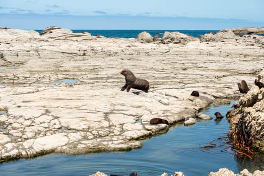 Sea lions laying lazy around at the rocky coast of Kaikoura, South Island of New Zealand