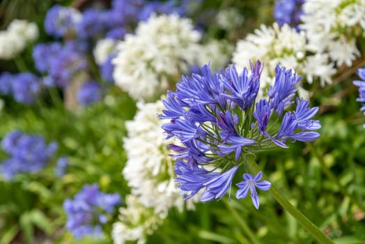 Flowers at the coast of Kaikoura, South Island of New Zealand