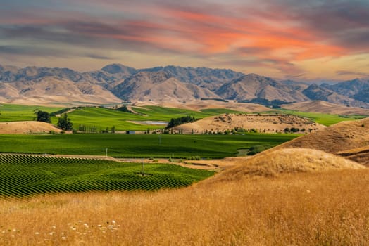 Famous vineyards of Marlborough Sounds, South Island of New Zealand