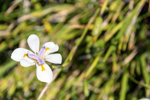 Wild iris blooming, New Zealand