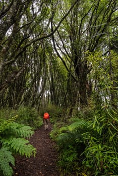 Hiking the Ngamoko track in Waikaremoana, North Island of New Zealand