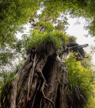 Hiking the Ngamoko track in Waikaremoana, North Island of New Zealand