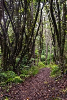 Hiking the Ngamoko track in Waikaremoana, North Island of New Zealand