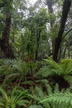 Hiking the Ngamoko track in Waikaremoana, North Island of New Zealand