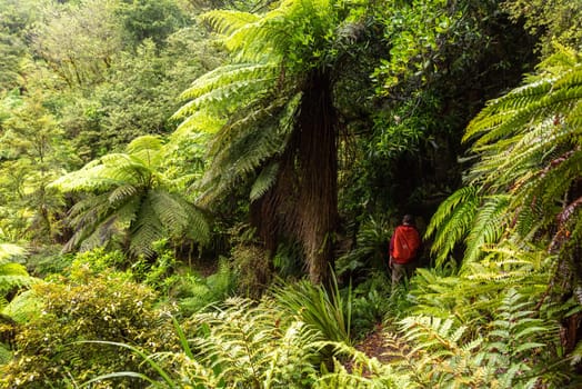 Hiking the Ngamoko track in Waikaremoana, North Island of New Zealand