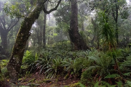Hiking the Ngamoko track in Waikaremoana, North Island of New Zealand