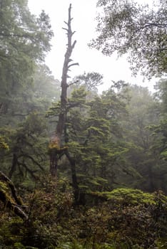 Hiking the Ngamoko track in Waikaremoana, North Island of New Zealand