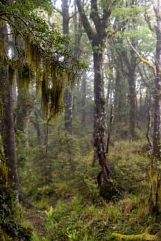 Hiking the Ngamoko track in Waikaremoana, North Island of New Zealand