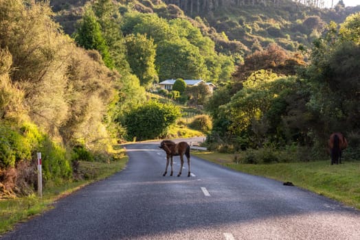 Young foal staying in the middle of the road, near Te Urewera National Park in New Zealand