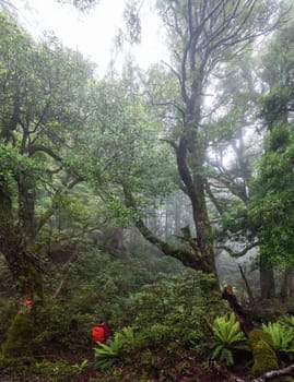 Hiking the Ngamoko track in Waikaremoana, North Island of New Zealand