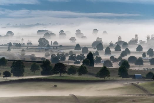 Great pasture landscape in the early morning in Matamata, North Island of New Zealand