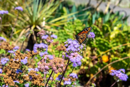 Colourful flowers and butterfly at the botanic garden of Auckland in New Zealand