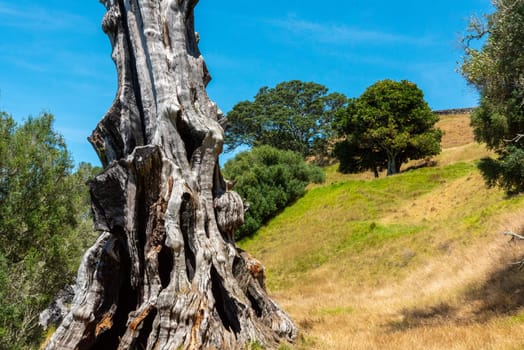 Old tree trunk in the One Tree Hill park of Auckland, New Zealand