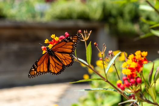 Colourful flowers and butterfly at the botanic garden of Auckland in New Zealand