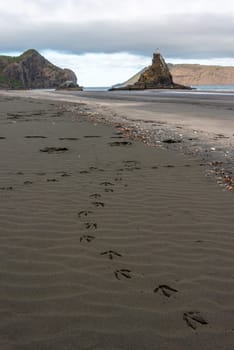 Dark colored sand at Whatipu beach near Auckland, New Zealand