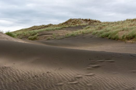 Dark colored sand at Whatipu beach near Auckland, New Zealand