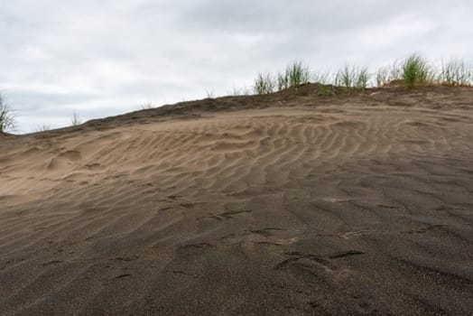 Dark colored sand at Whatipu beach near Auckland, New Zealand