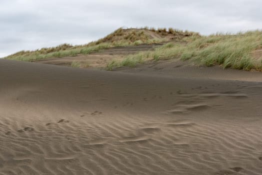 Dark colored sand at Whatipu beach near Auckland, New Zealand