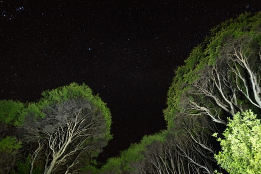 Starry night above the jungle of Great Barrier Island, New Zealand