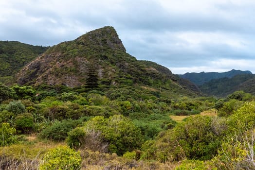 Peaceful view at the valley of Whatipu beach, Auckland in New Zealand