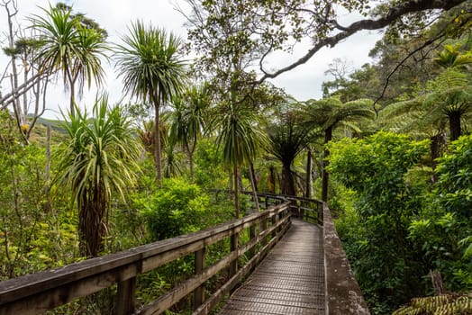 Peaceful path to Kaitoke Hot Springs on Great Barrier Island, New Zealand