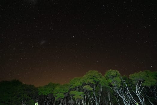 Starry night above the jungle of Great Barrier Island, New Zealand