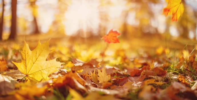 Beautiful panoramic background of the autumnal maple leaves falling and lying on the ground in natural park. Concept of the backdrop and wallpaper.