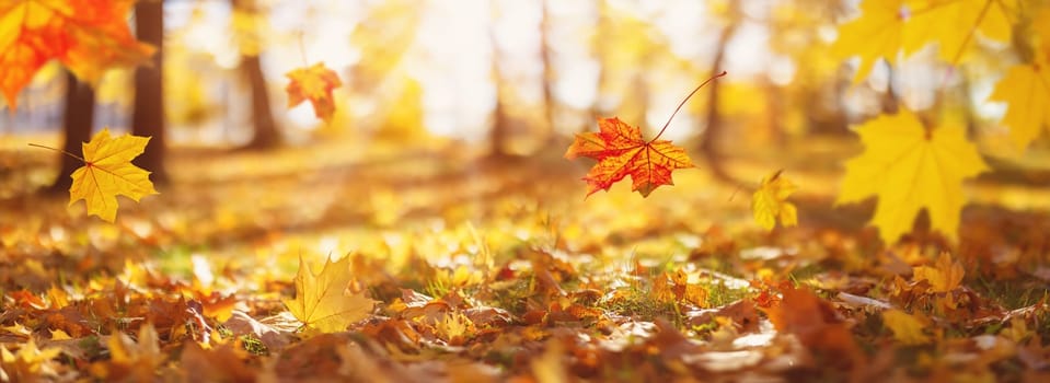 Falling autumn maple leaves in the park. Beautiful october background.