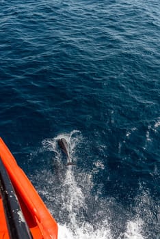Dolphins swimming with the ship, New Zealand