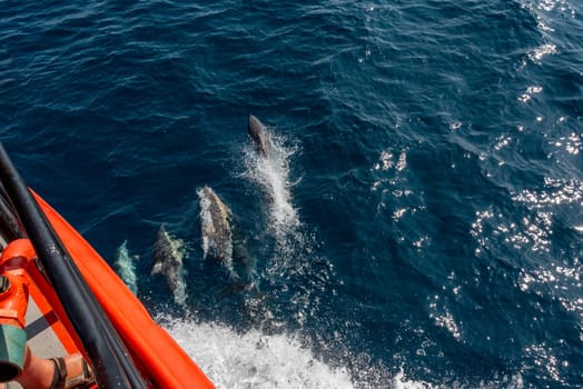 Dolphins swimming with the ship, New Zealand