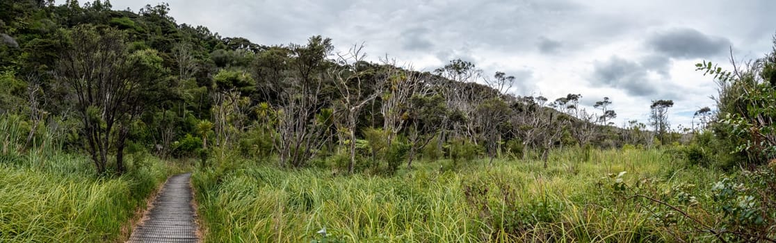 Peaceful path to Kaitoke Hot Springs on Great Barrier Island, New Zealand