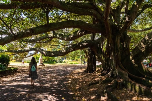 Young woman walking in a park beneath a giant old tree, Auckland, New Zealand