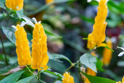 Beautiful flowers at the Domain Wintergardens in Auckland, New Zealand