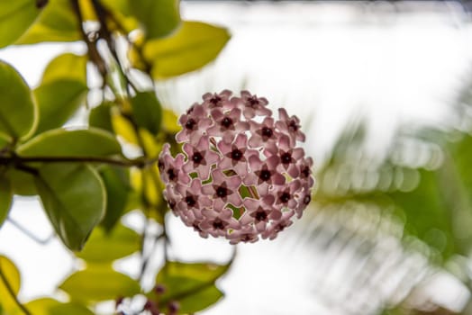 Beautiful flowers at the Domain Wintergardens in Auckland, New Zealand