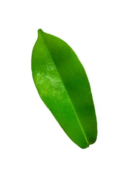 Tropical green leaf isolated on white background, Leaf from natural tropical forest