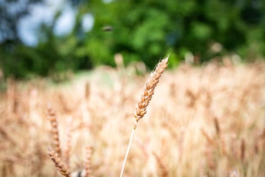 Category of ancien variety of Wheat in the countryside
