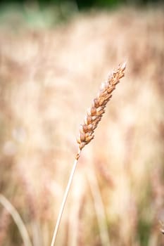 Category of ancien variety of Wheat in the countryside