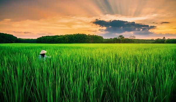 Rice field with farmer in color of sunset and sunbeam flare over the sun in cloud sky twilight, Green field rural countryside, Ai Generate