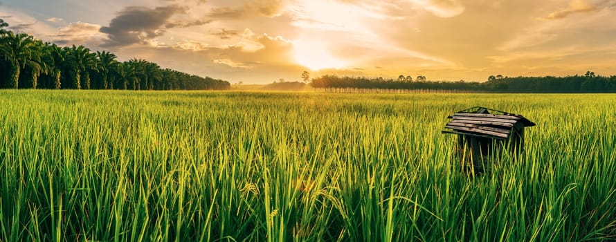 Rice field with sunrise or sunset and sunbeam flare over the sun in cloud sky twilight light, Panorama, Ai Generate