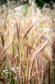 Category of ancien variety of Wheat in the countryside