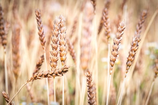 Category of ancien variety of Wheat in the countryside