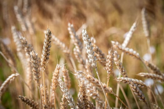 Category of ancien variety of Wheat in the countryside