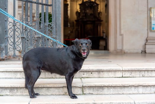 A Dog waiting in front of the Salzburg Cathedral for his Master to return, Austria