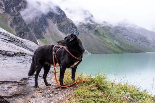 Hiking with the dog in the alpine landscape of Kaprun reservoirs, Austria