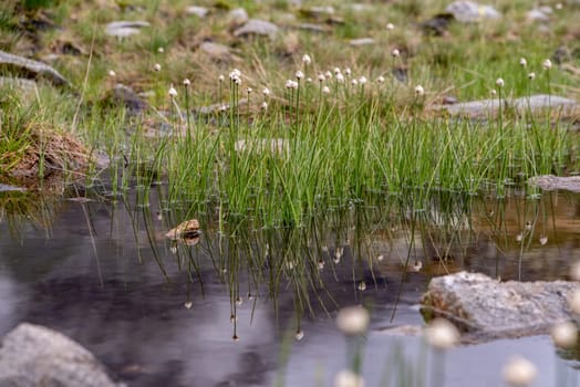 Beautiful grass with white blossoms at a pond in the alpine mountains, High Tauern National Park in Austria