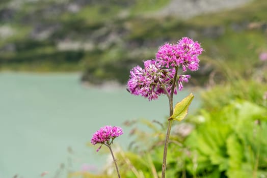 Pink blossoms of a Globe Amaranth in the High Tauern alps, Austria